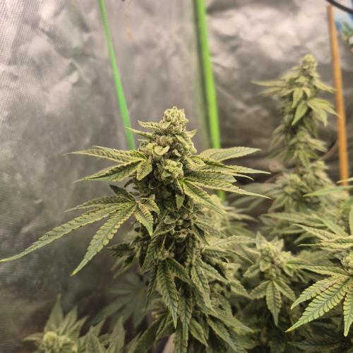 Flower tent 3x4 vivosun 4500wled. Week 7