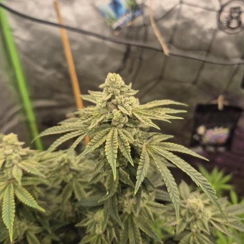 Flower tent 3x4 vivosun 4500wled. Week 7