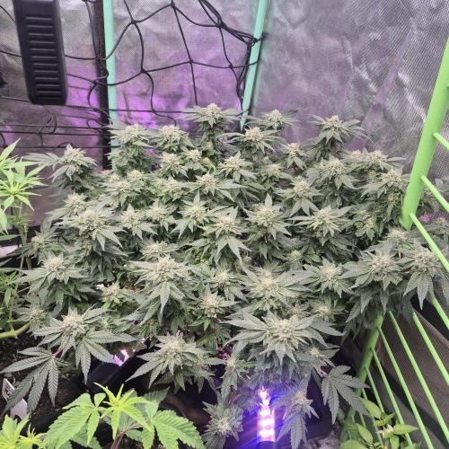 Flower tent 3x4 vivosun 4500wled. Week 7