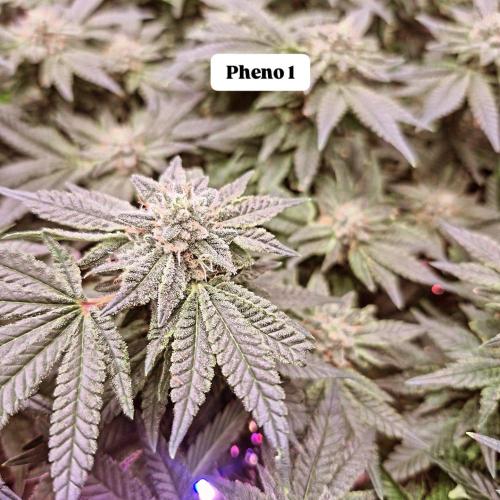 Flower tent 3x4 vivosun 4500wled. Week 7
