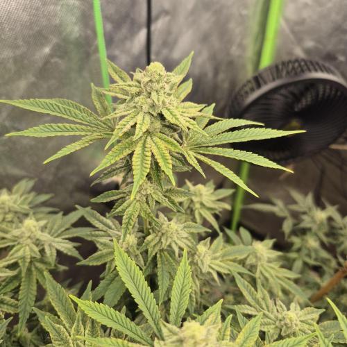 Flower tent 3x4 vivosun 4500wled. Week 7