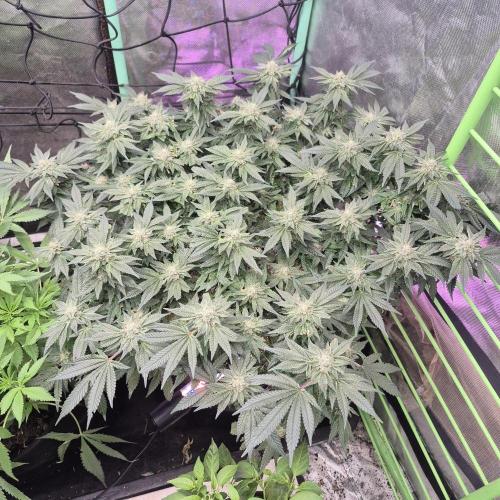 Flower tent 3x4 vivosun 4500wled. Week 7