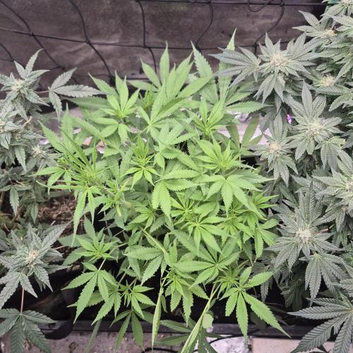 Flower tent 3x4 vivosun 4500wled. Week 7