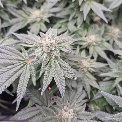 Flower tent 3x4 vivosun 4500wled. Week 7