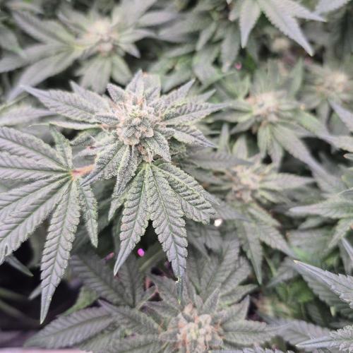 Flower tent 3x4 vivosun 4500wled. Week 7