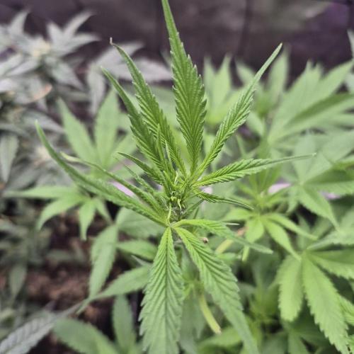 Flower tent 3x4 vivosun 4500wled. Week 7