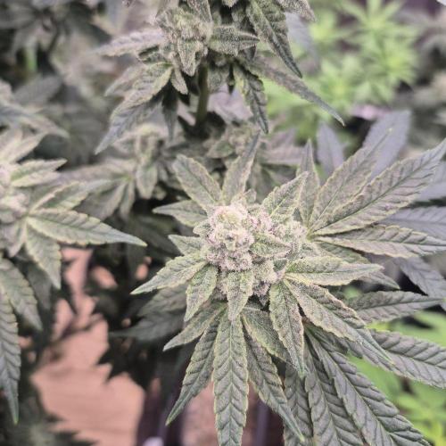 Flower tent 3x4 vivosun 4500wled. Week 7