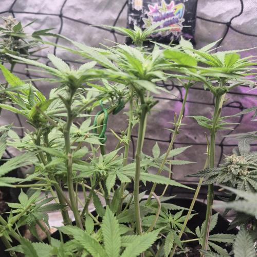 Flower tent 3x4 vivosun 4500wled. Week 7