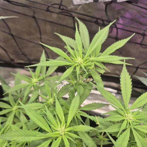 Flower tent 3x4 vivosun 4500wled. Week 7