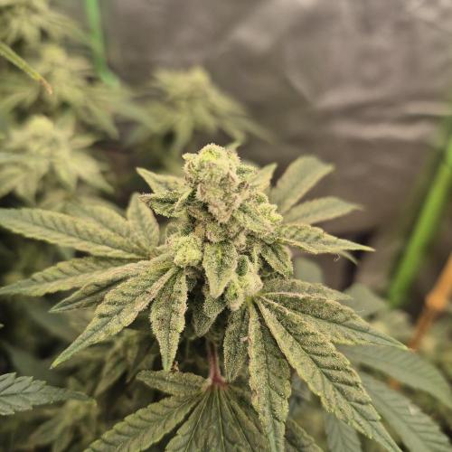 Flower tent 3x4 vivosun 4500wled. Week 7