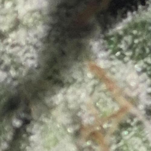 Flower tent 3x4 vivosun 4500wled. Week 8
