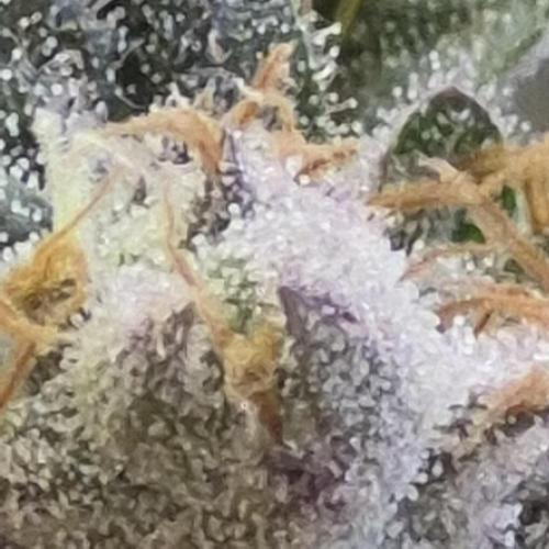 Flower tent 3x4 vivosun 4500wled. Week 8