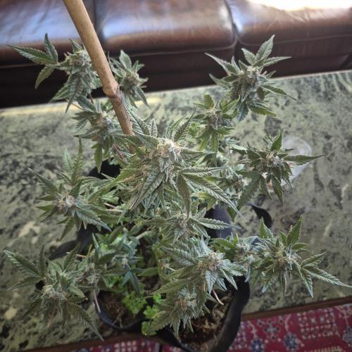 Flower tent 3x4 vivosun 4500wled. Week 8