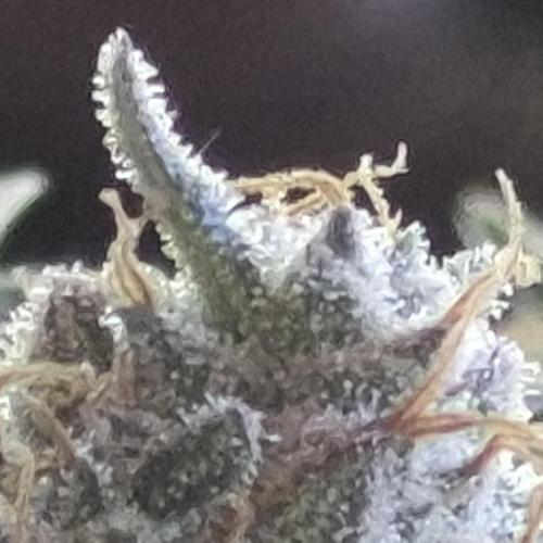 Flower tent 3x4 vivosun 4500wled. Week 8