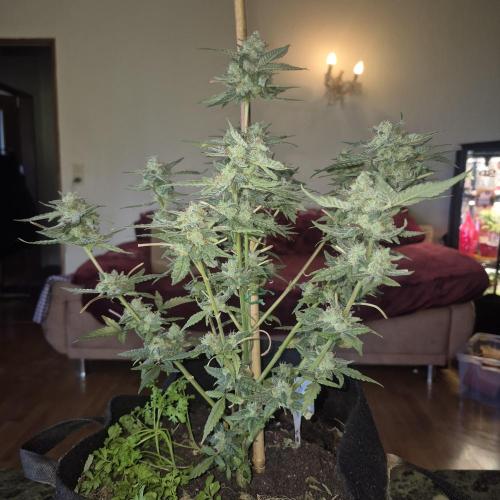 Flower tent 3x4 vivosun 4500wled. Week 8