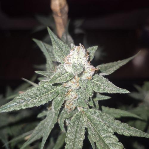 Flower tent 3x4 vivosun 4500wled. Week 8