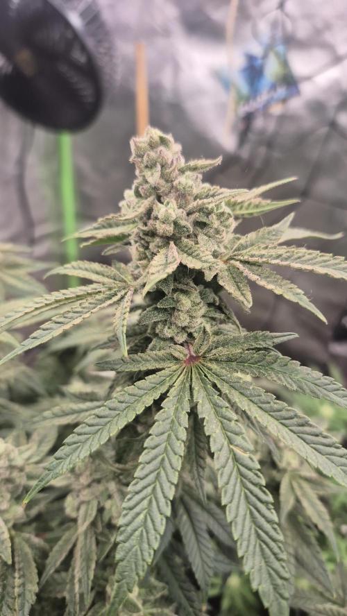 Flower tent 3x4 vivosun 4500wled. Week 8