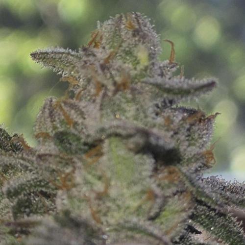 Flower tent 3x4 vivosun 4500wled. Week 8