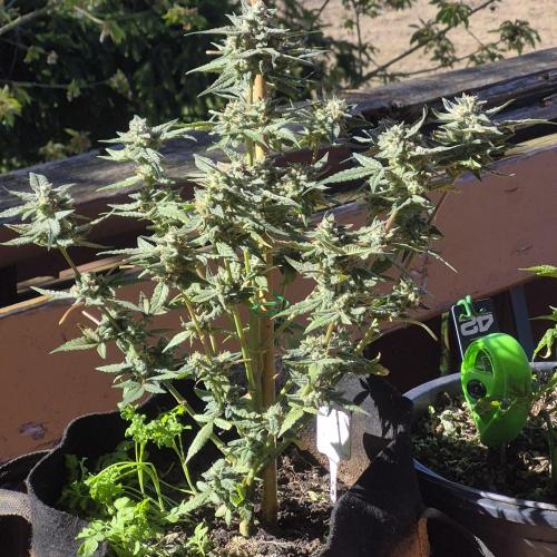 Flower tent 3x4 vivosun 4500wled. Week 8