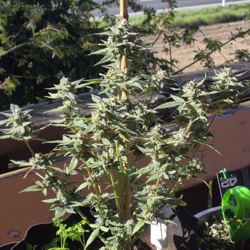 Flower tent 3x4 vivosun 4500wled. Week 8