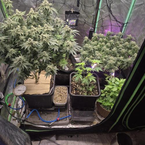 Flower tent 3x4 vivosun 4500wled. Week 8