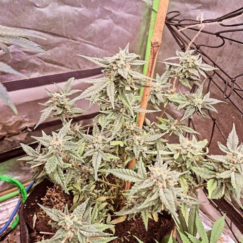 Flower tent 3x4 vivosun 4500wled. Week 8