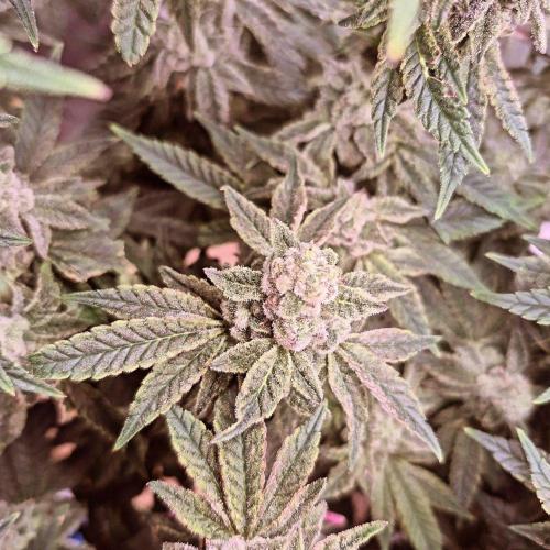 Flower tent 3x4 vivosun 4500wled. Week 8