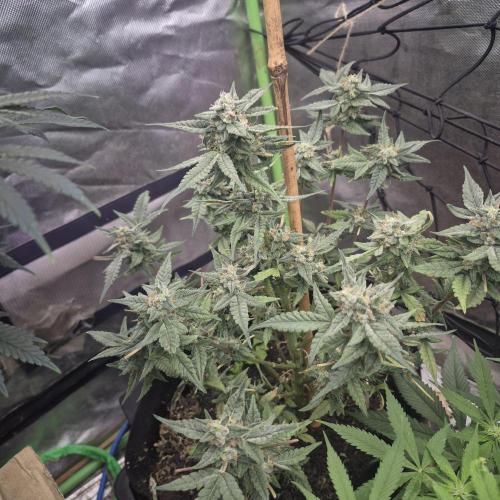 Flower tent 3x4 vivosun 4500wled. Week 8