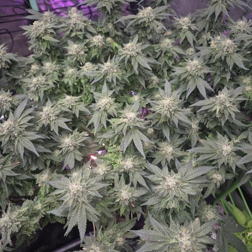 Flower tent 3x4 vivosun 4500wled. Week 8