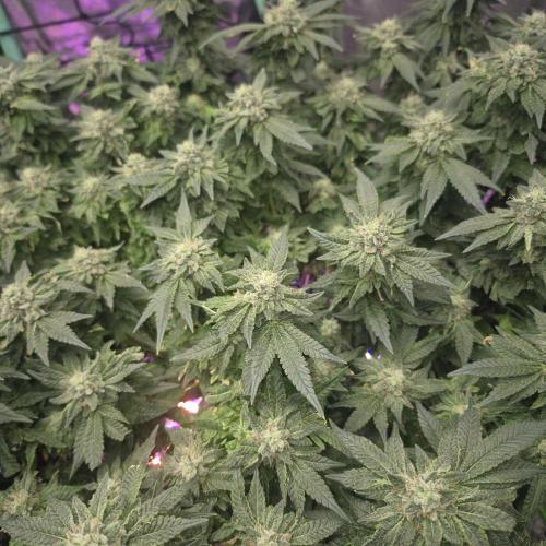Flower tent 3x4 vivosun 4500wled. Week 8