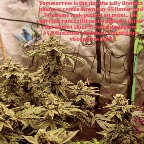 Flower tent 3x4 vivosun 4500wled. Week 8