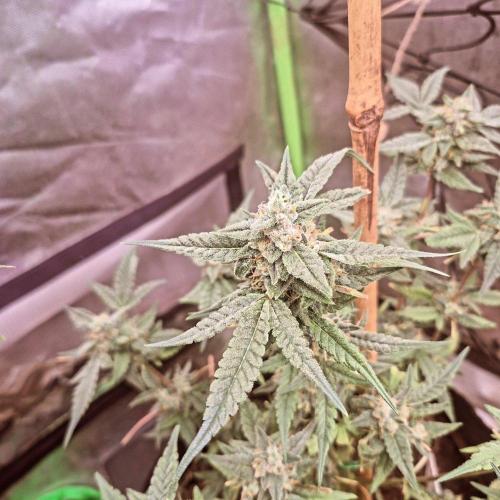 Flower tent 3x4 vivosun 4500wled. Week 8