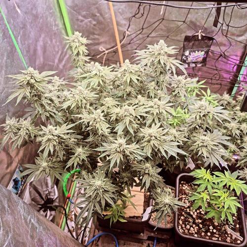 Flower tent 3x4 vivosun 4500wled. Week 8