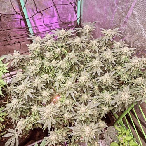 Flower tent 3x4 vivosun 4500wled. Week 8