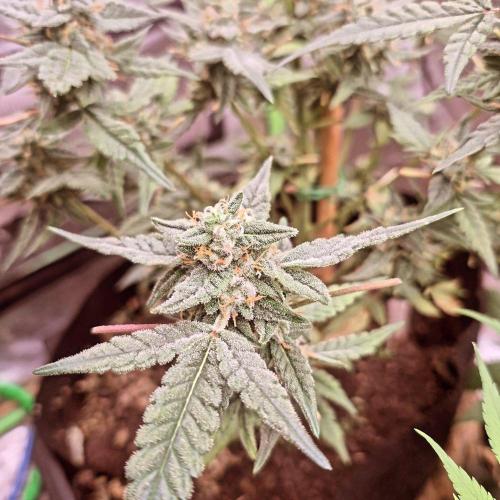 Flower tent 3x4 vivosun 4500wled. Week 8