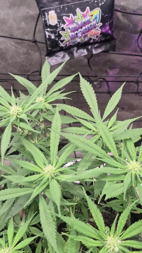 FF trop.cookies 420fastbuds