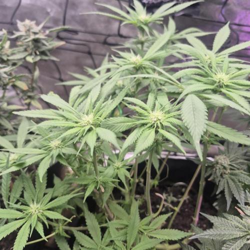 FF trop.cookies 420fastbuds. Week 9