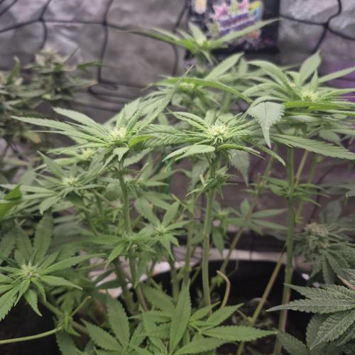 FF trop.cookies 420fastbuds. Week 9