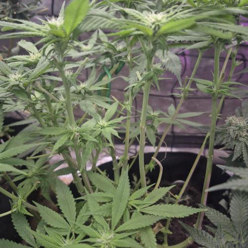 FF trop.cookies 420fastbuds. Week 9