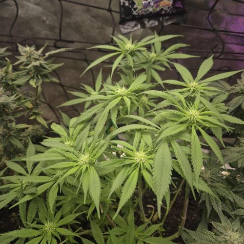 Tropicana Cookies FF. Week 9