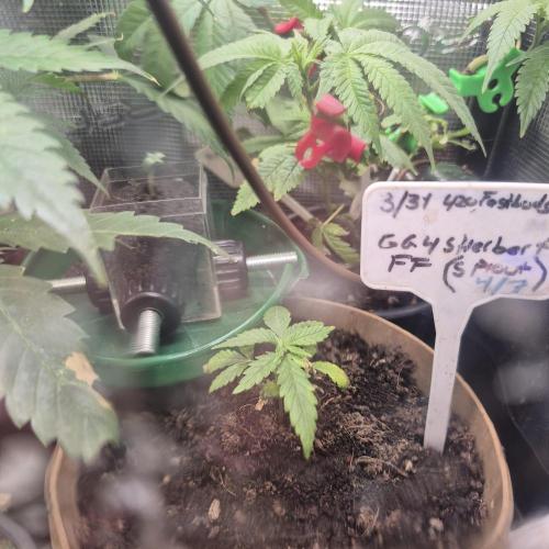 GG4 SHERBERT FF 420FASTBUDS GERMINATION. Week 4