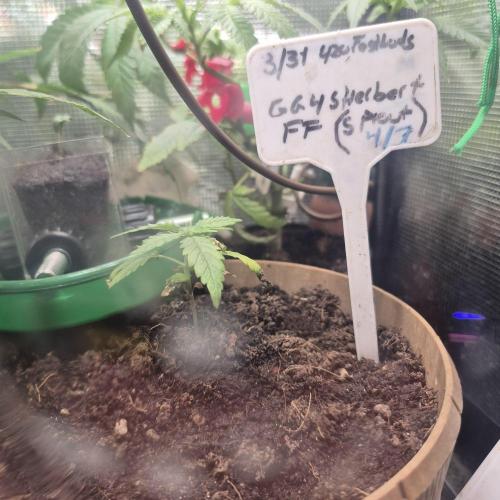 GG4 SHERBERT FF 420FASTBUDS GERMINATION. Week 4