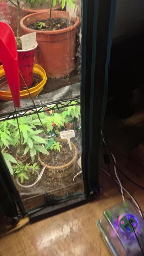 GG4 SHERBERT FF 420FASTBUDS GERMINATION