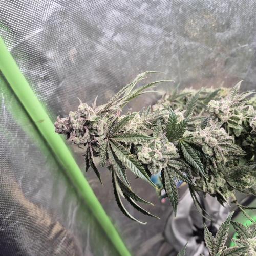 Flower tent 3x4 vivosun 4500wled. Week 9