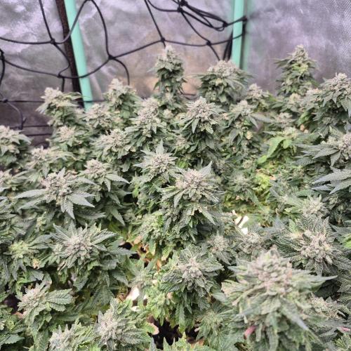Flower tent 3x4 vivosun 4500wled. Week 9