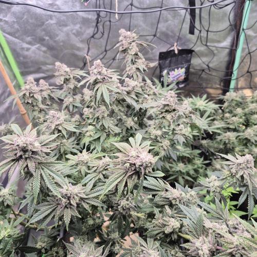 Flower tent 3x4 vivosun 4500wled. Week 9