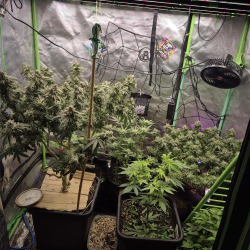 Flower tent 3x4 vivosun 4500wled. Week 9