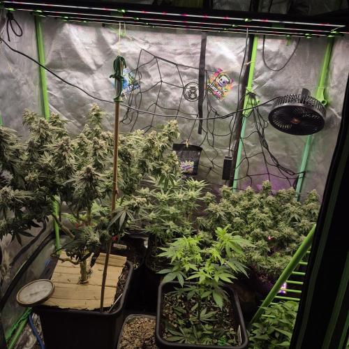 Flower tent 3x4 vivosun 4500wled. Week 9