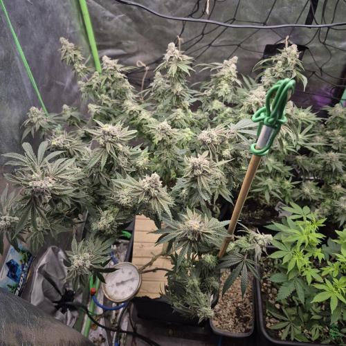 Flower tent 3x4 vivosun 4500wled. Week 9