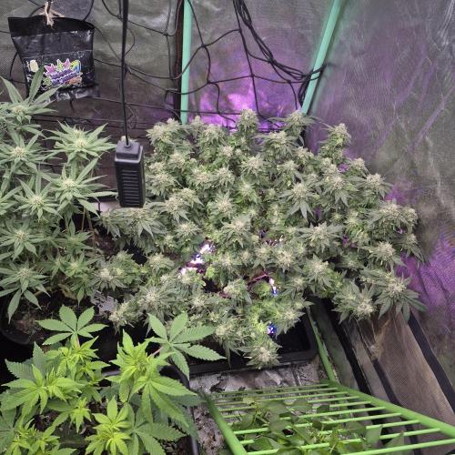 Flower tent 3x4 vivosun 4500wled. Week 9